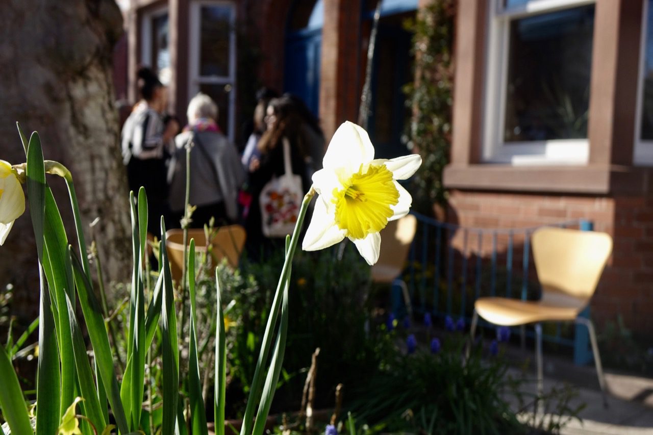 daffoldil in a garden